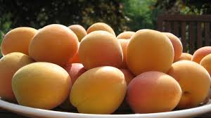  Abricot - fruits et légumes nous vous proposons une diverse gamme d'abricot de bonne qualité et de bonne calibre purement tunisiens ,  veuillez nous contacter