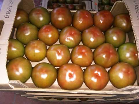  Tomato - fruits and vegetables description-----plant indeterminate growth,  vigorous,  with short internodes. fruit large caliber (2-3),  form----slightly flattened and ribbed without green collar,  very firm and long-life. bright red and----homogeneous.----with its many qualities,  calvi has become a reference both in the domestic ma
