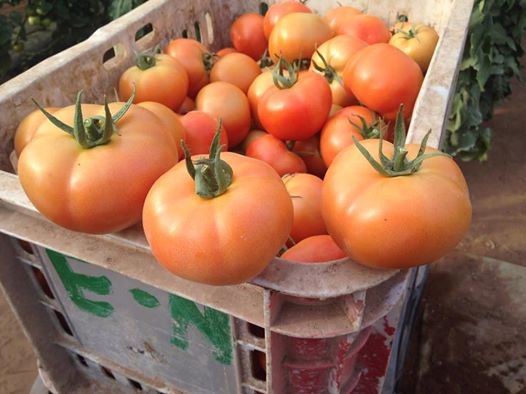  Fruit Rt Legumes - fruits et légumes somos una empresa maroc establecida en marruecos en exportamos una gran variedad de frutas y verduras con una alta calidad y un buen precio--si usted está interesado por favor no dude en contactar conmigo--vendemos- papa,  zanahoria,  sandía,  tomate,  cerezas,  pimienta dulce,  pera,  melón ....--restricc