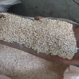  Cherche Fournisseur De Sésame Blanc - fruits secs et graines grillées je cherche pour un client,  plus de 3000 tonnes de sésame  blanc (confère photo) au prix fob port de lomé.--envoyez moi vos prix,  fiche technique et photos d'échantillons par mail.------