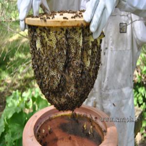  Produit Terroir - produits sucrés nous proposons des produits du terroir, bio--nous commercialisons du miel pur de fleur d'oranger ;de thym ;d'eucalyptus et d'euphorbe des chaines de montagnes de l'atlas marocain ,  nous commercialisons aussi de l'huile d'argan du sud ,  du thym et --de la lavande. 