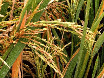  Campagne De Riz Wita9 - céréales riz wita 9 de l annee 2015 --riz blanchi sans dechet, ni caillou.--bonne condition de recolte.--propre et parfum naturel.