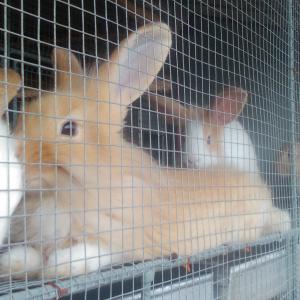  Vente De Lapin De Race - animaux vivants je met a la disposition des lapins de race pour la reproduction et pour la consommation.--les animaux sont elevés avec un suivi veterinaire respectant toutes les normes de l'elevage