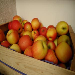  Pommes - fruits et légumes je met en vente deux champs de pomme  pour la recolte ,  --des pommes de tres bonne qualite , --la recolte va commencer dans une  semaine ,  si vous etes interesse par cette offre ,  merci de me recontacter ,  --le prix est legerement negociable