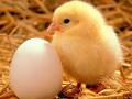  Aliment Et Poussin /aviculteur - aliments pour animaux producteur d aliment de bétail et de poussin d un jour  vente a un meilleur prix qualité et prix  possibilité de livraison en algerie