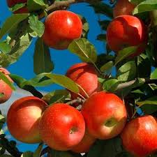  Pomme Tunisie - fruits et légumes la vente des meilleurs types de pommes des prix raisonnables et est pour la discussion avec l'accent cela avec la grande qualit&eacute; et merci