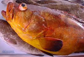  Recherche Un Client Pour Exporter Des Poissons Fr - poissons bonsoir je suis un fournisseur de poissons frais vers l europe --je recherche un client serieux pour travailler avec lui des produits comme merou  dorade sol de roche rouger cigal cameron carpe rouge vivaneau st pierre filets etc veuillez m ecrire par email pour plus de details merci