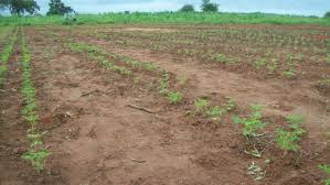  Plantation De Moringa (2 Heactares) - fruits et légumes je cherche un partenaire pour financer un projet de 2 hectares de plantation de moringa qui sera situé au centre ouest de la cote d'ivoire.--moi je fournir les grains et les 2 hectares comme terrain pour la plantation.