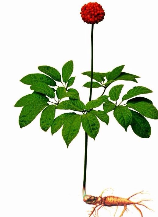  Producteur De Panax Notoginseng Sanqi Naturel - horticulture plante biocarburant producteur exportateur,  nous proposons depuis la r&eacute;gion du yunnan,  rhizomes et fleurs de panax notoginseng,  commun&eacute;ment appel&eacute; sanqi,  tianchi ou sanchi,  enti&egrave;rement naturels et cultiv&eacute;s sans aucun pesticide.----le panax notoginseng est une vari&eacute;t&eacute; de 