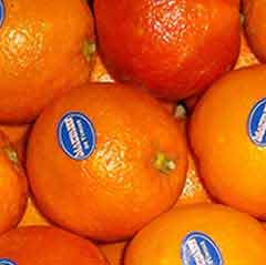  Vente Fruits Et Lègumes - fruits et légumes deux entreprises  fond&eacute;es en 2004 sises tunisie,  se sont sp&eacute;cialis&eacute;es dans le conditionnement des fruits l&eacute;gumes et dattes et ce conform&egrave;ment aux normes internationales.nous cherchons des clients , si vous cherchez un produit de qualit&eacute; et une soci&egrave;t&e