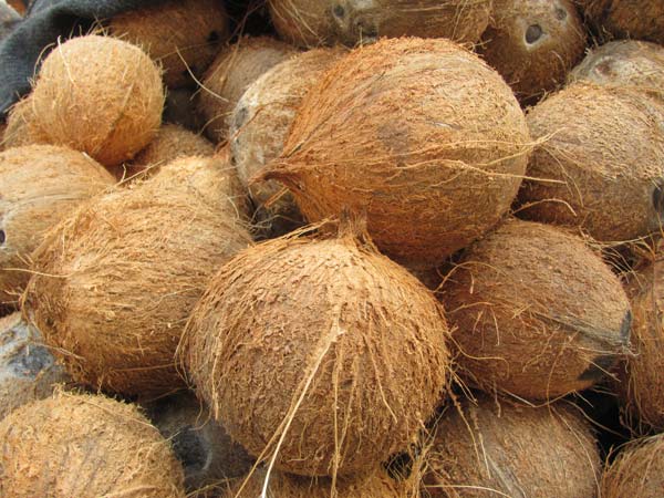  Produits Tropicaux Provenance Côte D'ivoire - fruits et légumes nous vous proposons des produits tropicaux de qualités tels que l’avocat 100 tonnes,  le coco sec et frais 800 tonnes,  les mangues 400 tonnes, noix la cajou 6000 tonnes. notre expérience et notre expertise est un atout pour une livraison de qualité.