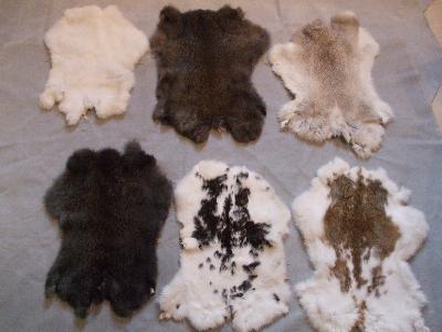 peau de lapin tanne - Industrie exploitation bonne soir je suis tanneur a algerie spicialite peau de lapin si vous ete interisse 