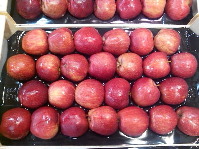  Pomme Gloden Galla De L'espagne Pour Algerie - fruits et légumes bonjour, pour lalgerie, nous avons une trés bonne qualité de pomme gala et golden.expédition cfr du port d'espagne vers les ports de l'algerie, ghazaouatte ou alger----