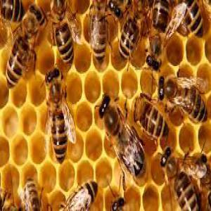  Miel Pur D'atlas - produits sucrés bonjour , --nous sommes une coopérative apiculture crée par les professionnel d‘apiculteurs’ de la région d’aourir ‘agadir idaoutanan’ dans le cadre de promouvoir les produits de la terroir est surtout le miel ---- miel d’argan - 40 € / kilo--- miel de thym - 70 € / kilo--- miel 
