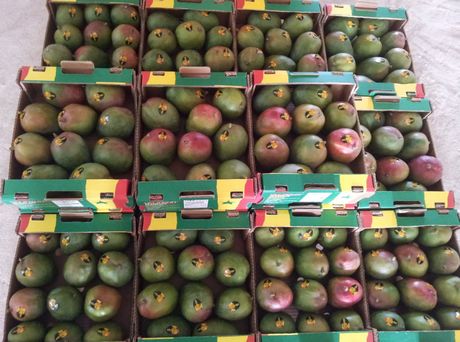  Mangues Kent Du Senegal - fruits et légumes the fruit is characterised by an intense flavour and reddish,  juicy flesh which gives it a very attractive outer appearance. 