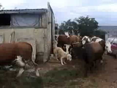  Elevage Bovin Et Production Laitière. - lait et produits laitiers  bonjour. ----je suis a la recherche d'un partenaire pour investir dans ma ferme.--je dispose actuellement d'une ferme dont le but est l &eacute;levage bovin et la production laiti&egrave;re. actuellement je poss&eacute;d&eacute; 40 vaches laiti&egrave;res qui sont en pleine production et mon object