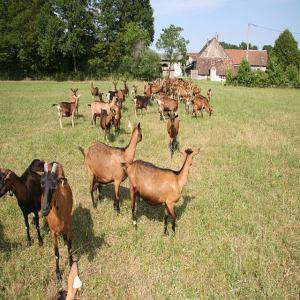  Moutons Et Chevres De France - animaux vivants bonjour je suis commerçant en bestiaux et je recherche de nouveaux client. merci de bien vouloir me joindre via mes coordonnées téléphoniques a bientôt 
