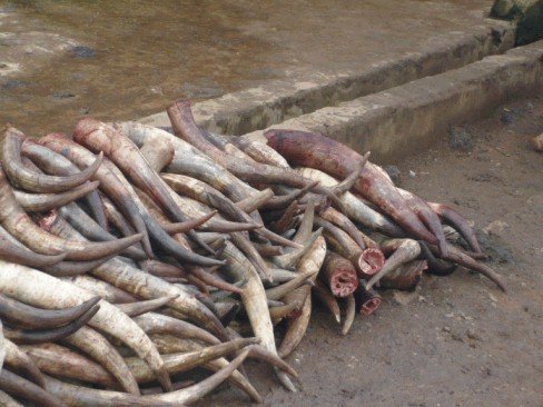  Africa Horn Cow - other our company has established dakar senegal,  we provide quality cow horns,  dry,  clean and originally from senegal ... please contact us for further specification and more detail- horn cow