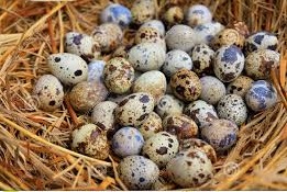  Oeufs De Caille - viandes et oeufs barquette d'oeufs frais----barquette x18 cru 2, 20 € la bqt--barquette déclassée minimum x18 cru 1.75 € la bqt--bocal de 18 oeufs écalés (pret à manger) 3, 60 €--bocal de 48 oeufs écalés (pret à manger) 8.75 €