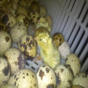  Oeufs De Caille Couver - animaux vivants origine france (bretagne)----conditionnement ---- en plateau de 85 &oelig;ufs (f&eacute;cond&eacute;s)--- colis par 425 oeufs,  510 oeufs ou 1020 oeufs----palettisation ---- 15 colis de 1020 oeufs,  soit 12 plateaux de 85,  soit 15300 &oelig;ufs,  environ 230 kgs (palette europe)