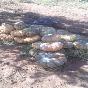  Potiron Bio Qualité Supérieure - fruits et légumes vente diverses variétés du potiron / courge,  bio élevé traditionnellement sans angrais chimique ni autre traitement. qualité superieure assurée. la vente est proposée au maroc pour les revendeurs locaux ou pour les sociétés d'export.