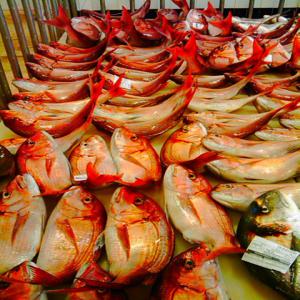  Vente Poissons - poissons nous cherchons des clients interrssants des poissons frais &agrave; terre et on a plusieurs des esp&eacute;crs p&eacute;lagiques p&eacute;ch&eacute; de la zone de dakhla 