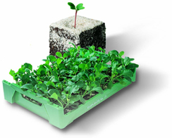  Vente Sur Stock Plantons De Légumes Bio - semence graine plant toute l'ann&eacute;e,  nous produisons plus de 200 vari&eacute;t&eacute;s de plants de l&eacute;gumes bio. nous avons un disponible sur stock et nous sommes &agrave; votre service pour toutes commandes.