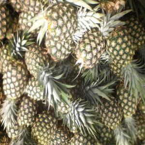  Vente D'ananas Avion Md2 Sweet Golden - fruits et légumes nous conditionnons et exportons à destination des pays du monde entier,  de l'ananas avion variété md2 sweet golden. nos fruits sont cultivés avec soins,  puis , arrivés à maturité ils sont récoltés et mis en cartons le jour de l'envoie afi