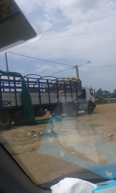  Feves De Cacao - fruits secs et graines grillées produit bio,  contr&ocirc;l&eacute; !--provenant des coop&eacute;ratives,  s&eacute;lectionn&eacute; professionnellement puis par des qualit&eacute;s --disponible minimum 1000 t / mois,  chaque ann&eacute;es p&eacute;riodiquement ; oct - mai