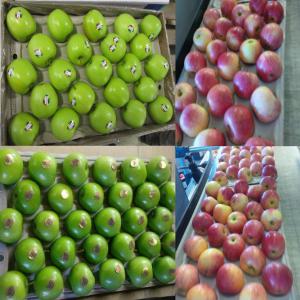  Pomme Golden, Royal Gala Granny Smith - fruits et légumes offre pomme de types golden,  royal gala & granny smith origine de france. expédition fob le havre ou cif port destination,  conteneurs 40' frigo. meilleur tarif.----caractéristiques- ----golden;--origine - france--calibre 100/112/126--catégorie 1--coloration 1--bushel compact 18k