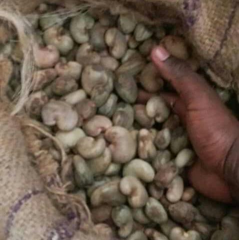  Les Produits Agricoles Du Benin - féculents nous sommes des producteurs béninois et nous aimerions nous mettre en partenariat avec des partenaires du congo, du gabon,  centrafrique,  dans toute l'afrique du centre et  toutes personnes désireuses .nous produisons des produits comme le mais,  le mil,  l'haricot blanc , et rouge ,  de l'h
