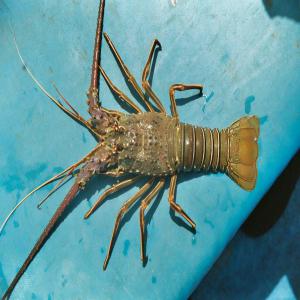  Vente Des Produits De Mer - poissons bonjour----nous sommes un établissement spécialiste dans la vente des produits de mer frais a des prix très très intéressants ( crevette de mer; gambastes; langouste; calamar; crabes de mer; cigale de mer ;ecreviste;) les poissons tels-que ( gros bar; bar portion; 