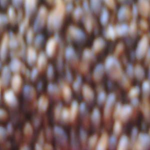  Millet Tunisien De Bonne Qualite - fruits secs et graines grillées je cherche des clients pour  acheter du milet naturelle , pour plus d'information contactez moi rapidemment--n'hesites pas et je suis toujours disponibe