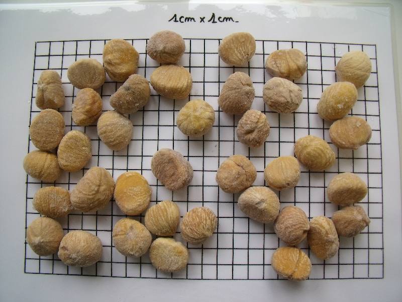  Frozen Vegetables - fruits and vegetables ° artichokes--° asparagus --° crosnes--° beans--° chestnuts--° sugar sneap peas,  pea pods--° grilled eggplant,  zucchini,  peppers--herbs---° garlic--° dill--° shallot--° basil --° persil--° persillade--° thyme