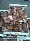 Cépes frais,congelés et secs  	récolte cèpes frai - champignon levure cépes frais, congelés et secs-- 	récolte  2015 catégorie 1 de grandes quantités. noua facturons. noua fournissons également le transport. noua avons le meilleur prix du marché. nous offrons la fiabilité et la qualite. nous ne demandons pas de pa