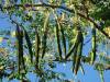  Graine De Moringa - fruits secs et graines grillées  nous avons un champs de 4ha pour la production de graine de moringa.----nous disposons également des feuilles ou poudre de moringa sur commande