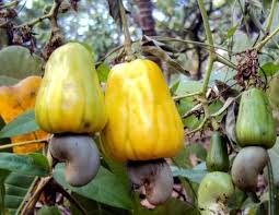  Noix De Acajou - fruits et légumes nous recherchons des exportateurs de acajou capable de faire de grosses commandes. pour plus d'infos contactez-nous.--