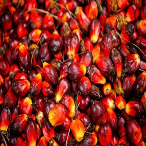 DEMANDE D'INVESTISSEMENT POUR UN PROJET - Investissement capitaux je suis un jeune cultivateur,  à	 la recherche d'un partenaire financier pour mettre en place une usine de production et transformation plantation de noix de palme et une usine de fabrication d’huiles de palme et huiles de palmiste. et aussi des élevage des pondeuse,  œuf,  lapin,  d