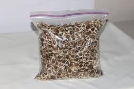  Moringa Seeds - cereals we at cure herbs take the pleasure in introducing ourselves as a company engaged in the business of moringa pkm1 seeds,  moringa oil,  moringa leaves,  moringa powder. --  -- we offer these seeds which are used for cultivation and oil extraction and also for agricultural and industrial purposes. they a