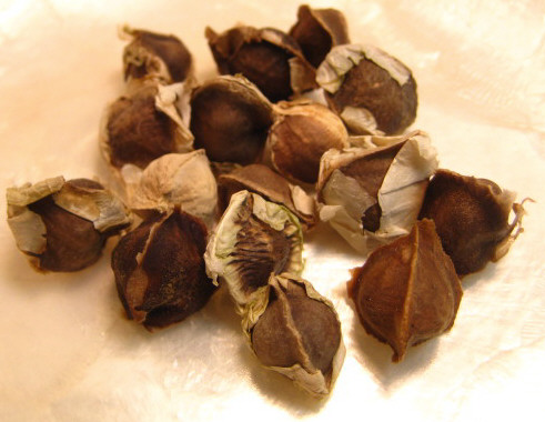  Seeds For Sale - semence graine plant moringa seed--castor seeds --cotton seeds --flax seeds --jatropha seeds --rape seeds --sesame seeds --sunflower seeds --watermelon seeds 10~35kg/fruit--pumpkin seed--hybird tomato & seeds