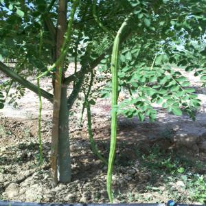  Moringa Oleifera - horticulture plante biocarburant pharmacien tunisien ayant 21 hect 500 arbre moringa oleifera en production cherche partenaire pour élargissement du projet production et commercialisation