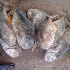  Camions Frigorifiques - transport transit logistique salut je suis mareyeur et secrétaire générale de la fédération nationale des mareyeurs du sénégal, je cherche un partenaire  de camions frigorifiques pour la livraison du poissons dans le pays et la sous région. vous pouver me contacter par &eac