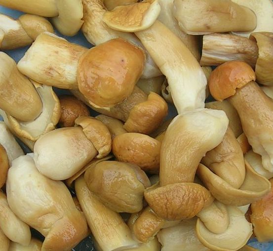  Frozen,dreid And Fresh Shiitake Mushroom -  yeast fungus a company with a large capacity supply of all types of  mushrooms . we as the supplier of the below mentioned mushrooms confirmed and agree that our enterprise is able,  willing and ready to supply your company or buyer our mushrooms   to any country of europe/ america/ africa / asia/ & worldwide, ---