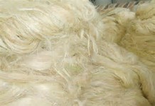  Sisal Fil Filasse Origine Kenya - matiere vegetale bonjour, --nous sommes installée à tunis--nous cherchons du sisal fil filasse origine kenya---sisal fibre grade ug. --nous cherchons acheter 1 contenaire à terme 2. --packed in each 100 kgs. --quantité- 1 container (290 bales of 100kg) --origine- kenya --destination- port 