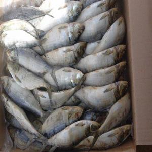  Fournisseurs - poissons nous cherchons des clients dans la  sous r&eacute;gions pour l'achat du poisson congeler sardinelle chinchard maquereau et du congeler bord et un bon emballage.--tres s&eacute;rieux dans  le boulot .--merci------