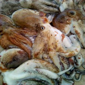  Crustaces Et Poissons Frais Ou Congele - poissons nous produisons en quantite et en qualite des crustaces et du poisson  exportable en congele par coteneur dans des masters de 10kilo 5fois 2 cartons blancs