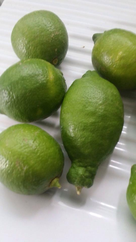  Citron Calibre 4-5-6/ Calibre 110 - fruits et légumes salut, --nous somme une société tunisienne de tous produit agroalimentaire,  nous pouvons vous offrir vos besoin du citron calibre 44-5-6 et calibre 110.--pour le citron calibre 4-5-6 le 1kg=1.20 eur.--pour plus d'informations veuillez me contacter par mail ou par tlfn .--merci