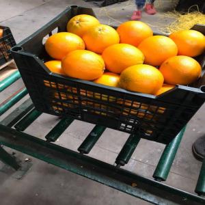  Vente En Gros Oranges - fruits et légumes bonjour,  je suis a la recherche des grossistes en fruits plus précisément des oranges. la culture d orange est particulièrement intéressante en egypte. mon partenaire et moi sommes heureux de pouvoir vous offrir une qualité d oranges bien connue en egypte et &agrav