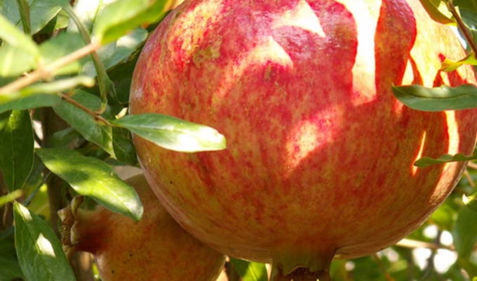  Vente Grenade Et Dattes Haute Qualité - fruits et légumes px fob en euro--grenade bio certifi&eacute; gros et moyen calibre - 1kg=2.0--dattes- 1kg=1.9 --conditions tarifaires negociable selon quantit&eacute;--