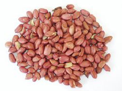  Arachide Bio - fruits secs et graines grillées arachide calibre moyen, séché et égrainé manuellement , grains propre et un gout naturel de l arachide bio, e, emballage papier sous vide avaant la mise en sac 